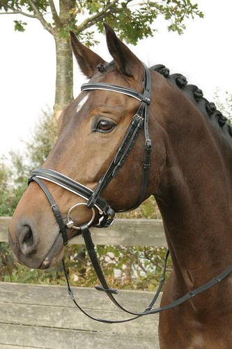 Harry horse trense luxe - harry´s,
