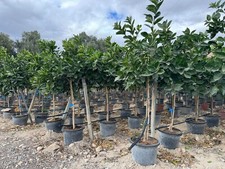 ZITRONENBAUM  150 CM - Citrus