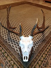 Damhirsch - Hirschgeweihe mit Holzbrett... 