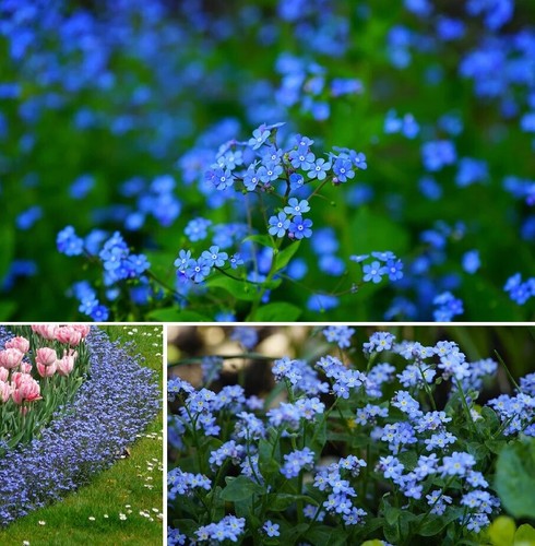 Blaue sumpfvergißmeinnicht - blaue,