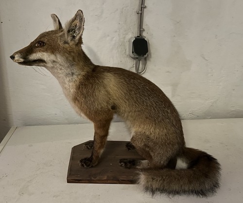 Tierpräparat ausgestopfter