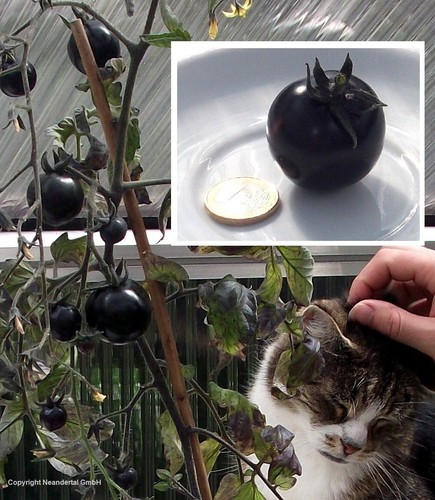 Schwarze tomaten reich tragend - tomaten,