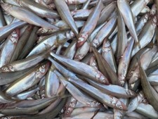 Köderfische gefroren stint - köderfische,