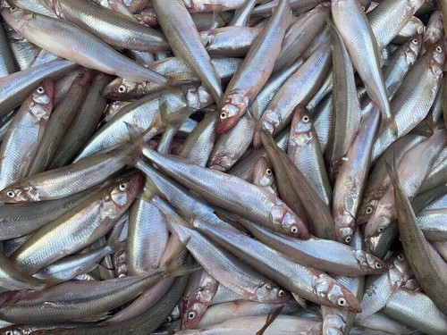 Köderfische gefroren stint - köderfische,
