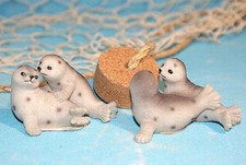 Seehunde Pärchen Robben