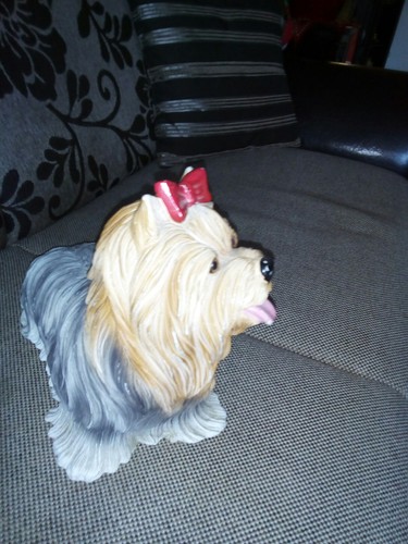 Yorkshire terrier hund - terrier,