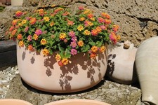 Pflanzschale,Pflanzgefäß,Blu