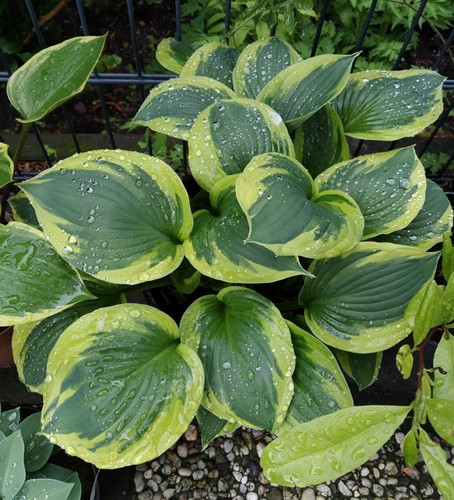 Hosta funkie twilight - hosta,