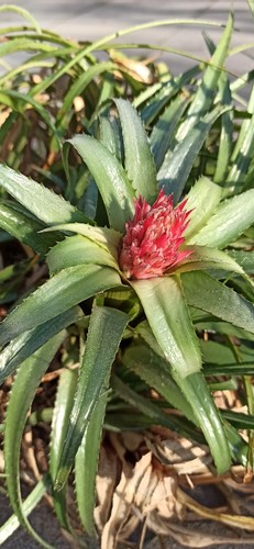 Aechmea recurvata bromelie - recurvata,