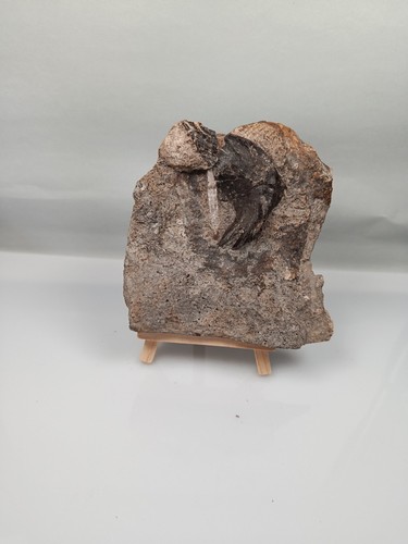 Ichthyosaurus schädelknochen - ichthyosaurus,,