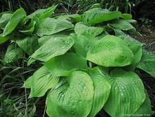 Funkie / Hosta Sum and Substance, großlaubig, Co. 3 L