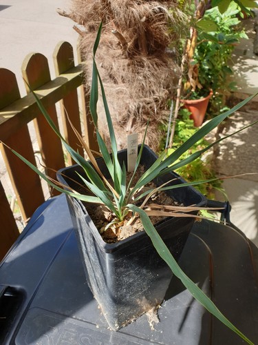 Mw44 2022 yucca pallida - mw44-2022,