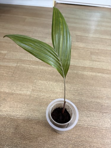 Salak palme schlangenfrucht - palme,