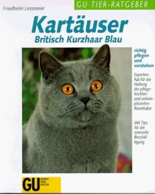 Kartäuser britisch kurzhaar - britisch,