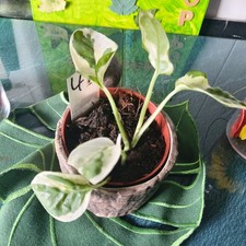 Epipremnum pinnatum  Happy