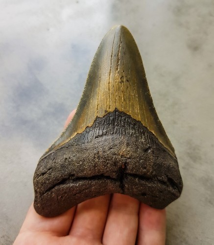 Megalodon haizahn gezackter - megalodon,