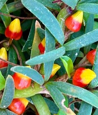 Mediocalcar Species NEW