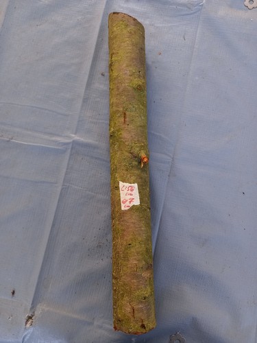 Pflaumenbaum alte sorte holz - pflaumenbaum,