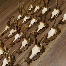 Rehgeweihe 20 x Rehböcke Reh