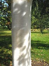 Betula utilis Jacquemontii, Himalajabirke 200cm+ einstämmig, Doorenbos Birke