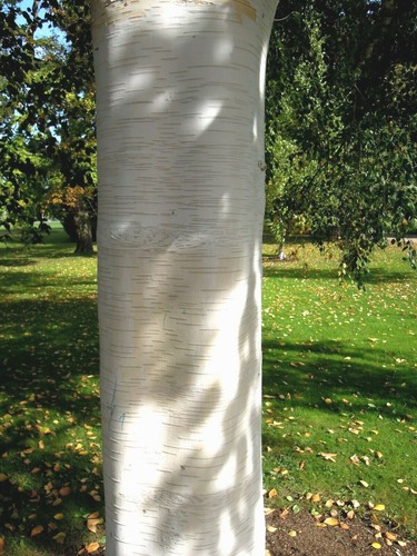 Betula utilis jacquemontii - betula,