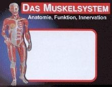 Das Muskelsystem in