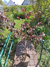 Rote Haselnuss rotlaubige
