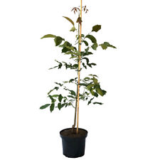 Walnuss Fernor veredelter Walnussbaum Juglans regia ca. 125-175 cm 10 L Topfb.