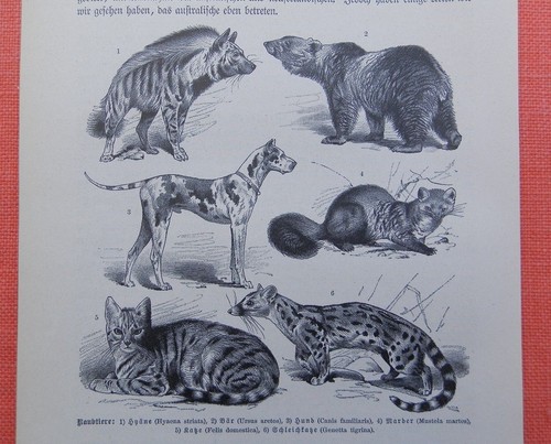 Raubtiere marder katze felis - raubtiere,