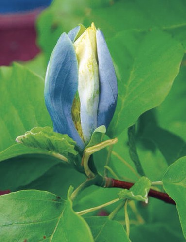Rarität königs magnolie - rarität:, königs-magnolie