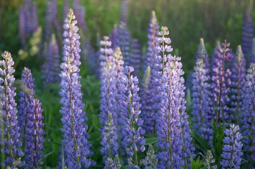 200 samen lupine - 200,
