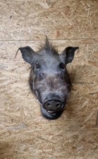 Präparat Jagdtrophäe Buschschwein AFRIKA
