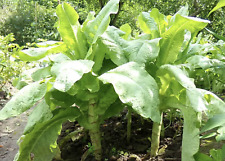 Spargelsalat Samen - Chinesische Keule