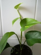 2x Efeutute Aureum Ableger ca.20cm, schöne Zimmer Pflanze bes.Schlaf-/Wohnräume