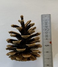 50 Kiefernzapfen