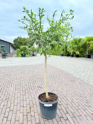Fingerlimette pflanze 140 - 140, cm