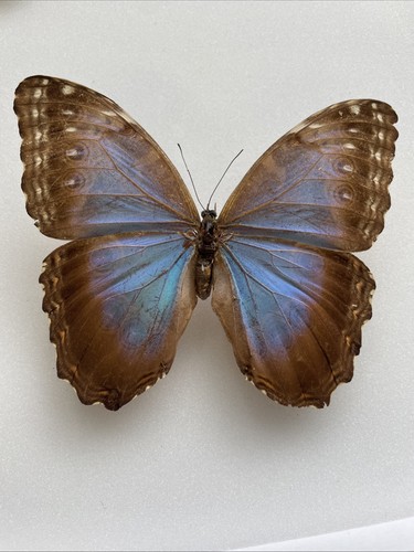 Entomologie morpho helenor - entomologie*morpho, sp