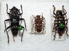 Insekten Käfer 3 seltene Cerambycidae Asien  #Cer.08