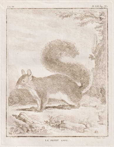 Squirrel eichhörnchen - squirrel,