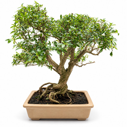Serissa phoetida bonsai - bonsai, 20