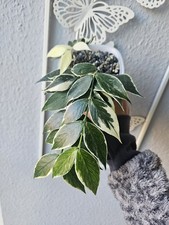 heavenly HOYA Hoya polyneura albomarginata cutting unrooted