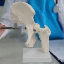 Modell des menschlichen