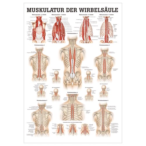 Muskulatur der wirbelsäule - muskulatur,