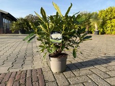 Rhododendron Cunningham's