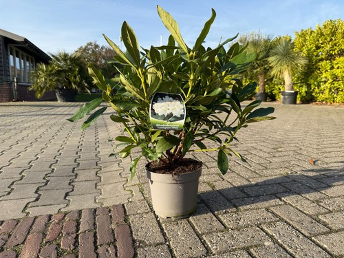 Rhododendron cunningham - rhododendron, cunningham's