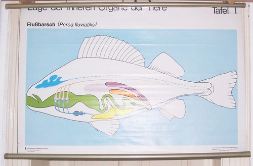 Ddr schulkarte wandkarte - ddr,
