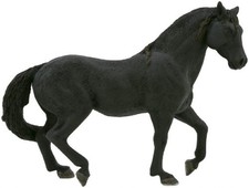 Mojo 387109 Andalusier Hengst