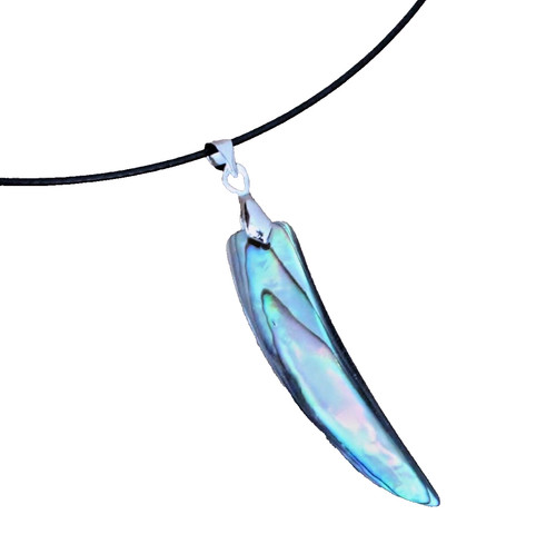 Horn paua abalone muschel - paua,
