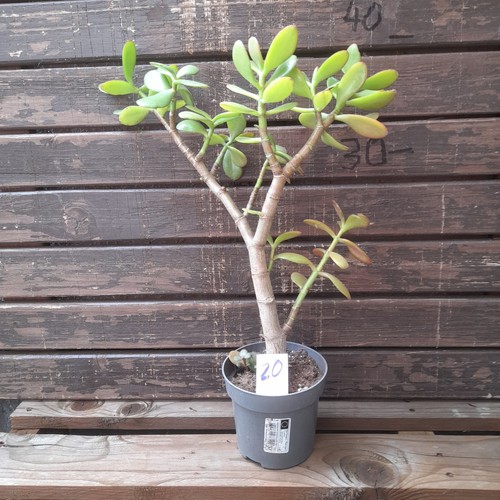 Geldbaum pfenningbaum crassula - geldbaum,