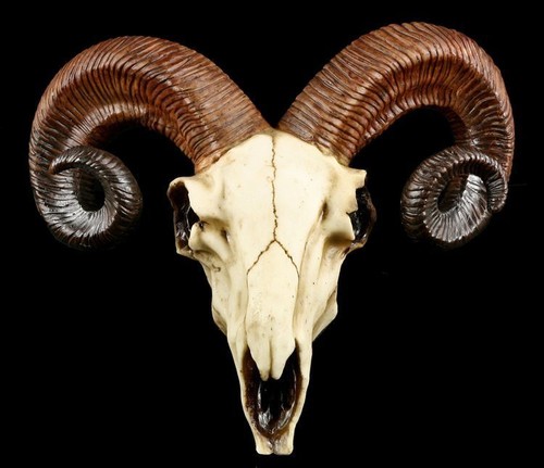 Totenkopf widder schädel - schädel,